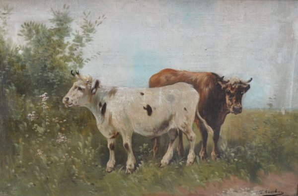 Schouten, Koeien