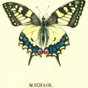 Machaon