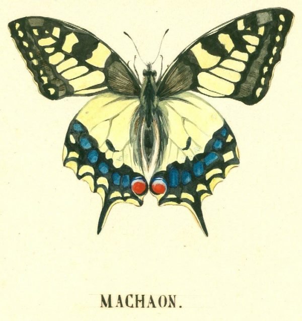 Machaon